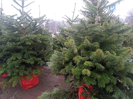 Sprzedaż choinek przy ulicy Wernera w Radomiu Sprzedaż choinek przy ulicy Wernera w Radomiu