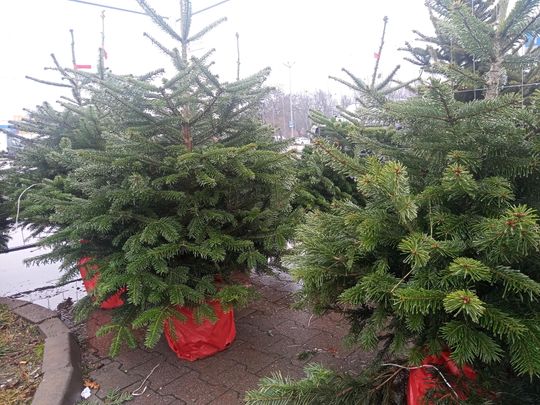 Sprzedaż choinek przy ulicy Wernera w Radomiu