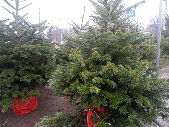 Sprzedaż choinek przy ulicy Wernera w Radomiu Sprzedaż choinek przy ulicy Wernera w Radomiu