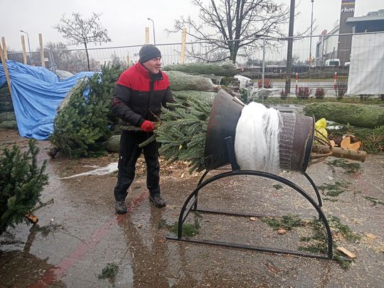 Sprzedaż choinek przy ulicy Wernera w Radomiu Sprzedaż choinek przy ulicy Wernera w Radomiu