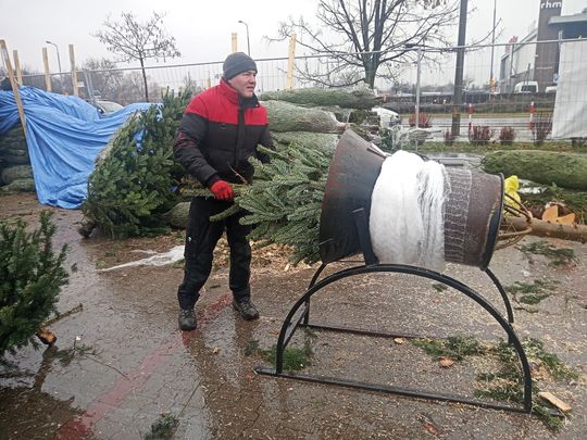 Sprzedaż choinek przy ulicy Wernera w Radomiu Sprzedaż choinek przy ulicy Wernera w Radomiu