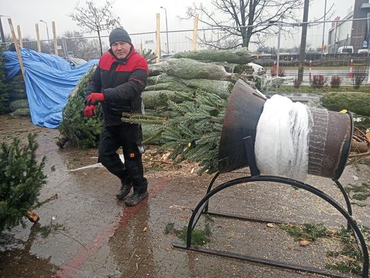 Sprzedaż choinek przy ulicy Wernera w Radomiu