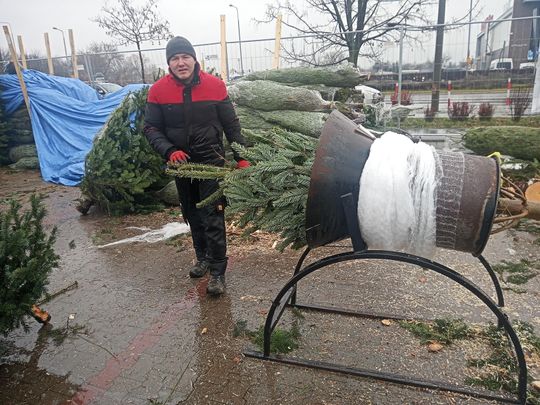 Sprzedaż choinek przy ulicy Wernera w Radomiu Sprzedaż choinek przy ulicy Wernera w Radomiu