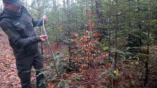 Akcja "Choinka" w Nadleśnictwie Radom. Nie wycinaj, nie kradnij, kup z legalnego źródła! Akcja "Choinka" w Nadleśnictwie Radom. Nie wycinaj, nie kradnij, kup z legalnego źródła!