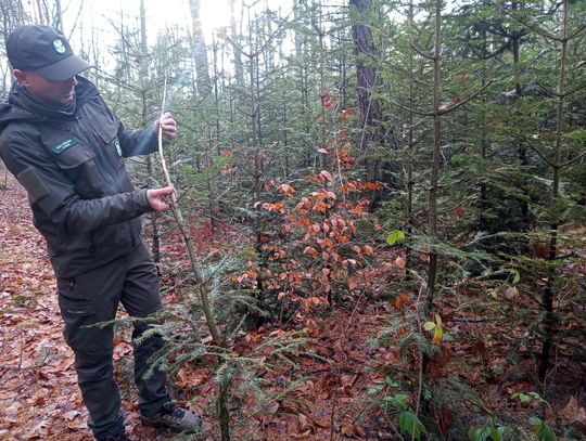 Akcja "Choinka" w Nadleśnictwie Radom