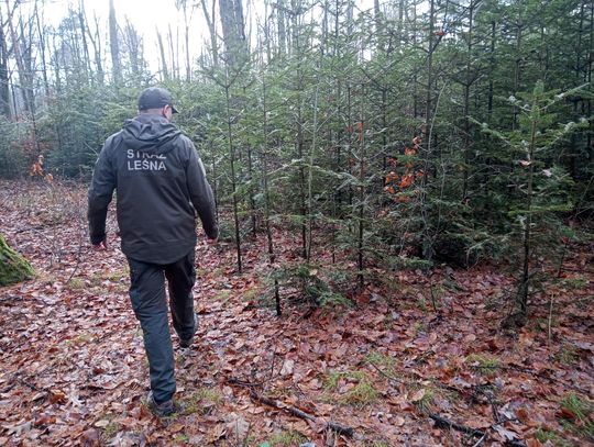 Akcja "Choinka" w Nadleśnictwie Radom