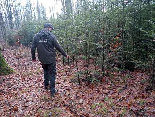 Akcja "Choinka" w Nadleśnictwie Radom