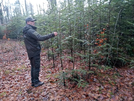 Akcja "Choinka" w Nadleśnictwie Radom