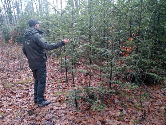 Akcja "Choinka" w Nadleśnictwie Radom