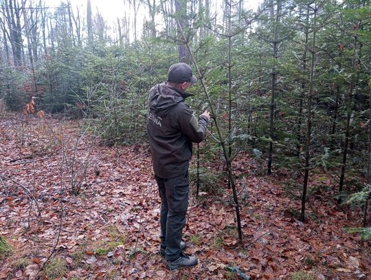 Akcja "Choinka" w Nadleśnictwie Radom