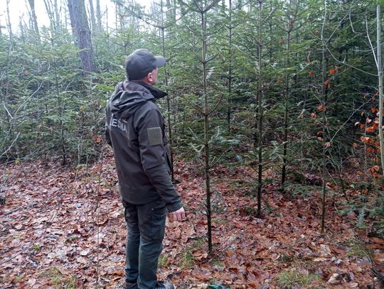 Akcja "Choinka" w Nadleśnictwie Radom