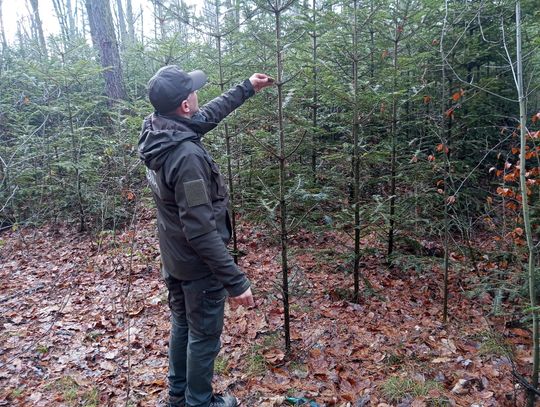 Akcja "Choinka" w Nadleśnictwie Radom