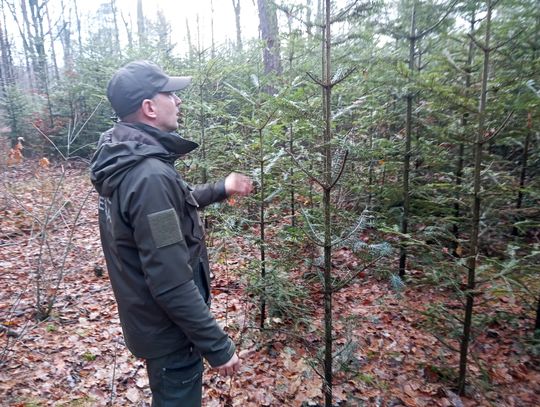 Akcja "Choinka" w Nadleśnictwie Radom