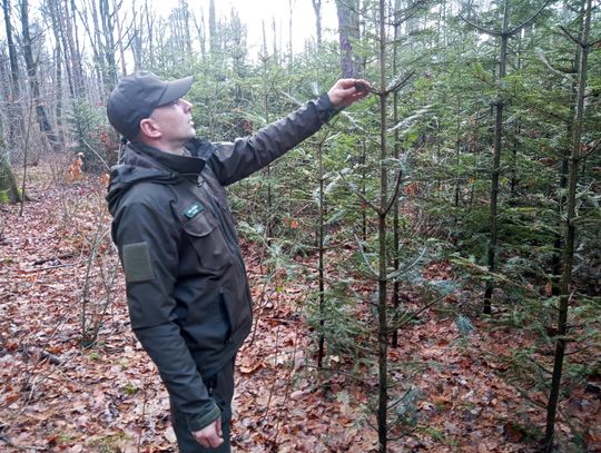 Akcja "Choinka" w Nadleśnictwie Radom