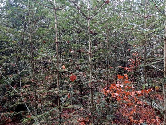 Akcja "Choinka" w Nadleśnictwie Radom