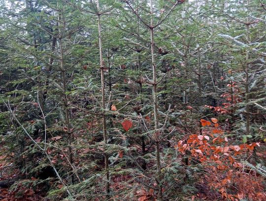 Akcja "Choinka" w Nadleśnictwie Radom