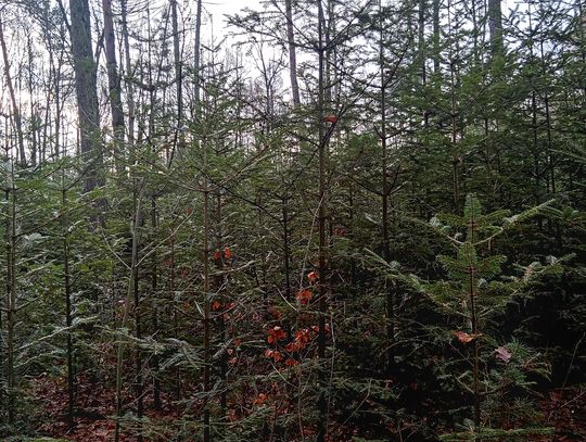 Akcja "Choinka" w Nadleśnictwie Radom