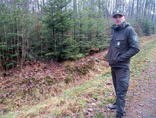 Akcja "Choinka" w Nadleśnictwie Radom