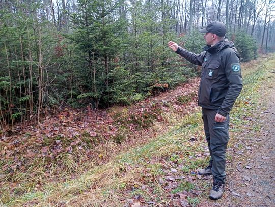 Akcja "Choinka" w Nadleśnictwie Radom
