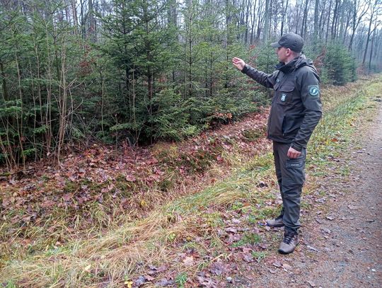 Akcja "Choinka" w Nadleśnictwie Radom