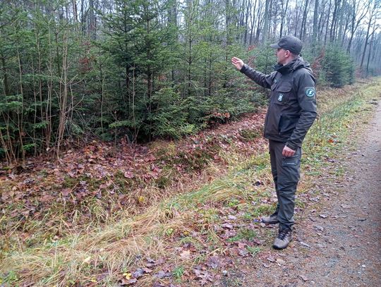 Akcja "Choinka" w Nadleśnictwie Radom