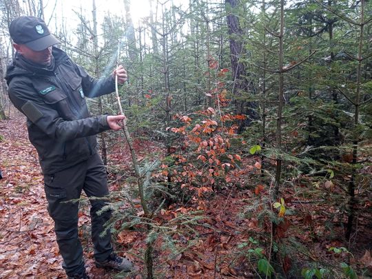 Akcja "Choinka" w Nadleśnictwie Radom