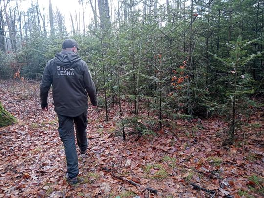 Akcja "Choinka" w Nadleśnictwie Radom