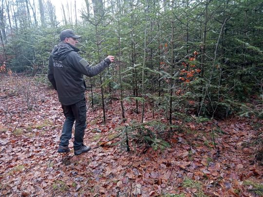 Akcja "Choinka" w Nadleśnictwie Radom
