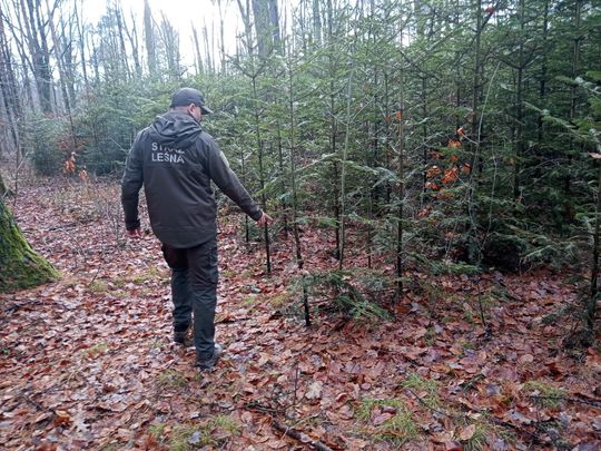 Akcja "Choinka" w Nadleśnictwie Radom