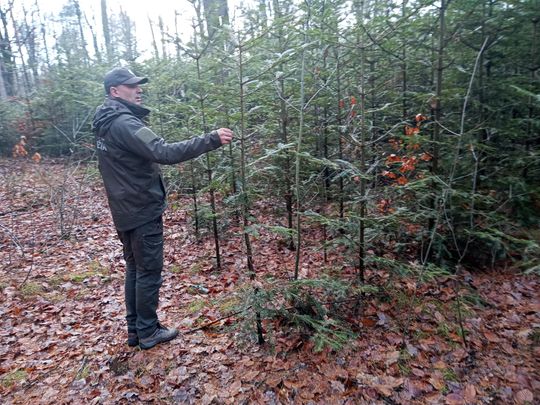 Akcja "Choinka" w Nadleśnictwie Radom
