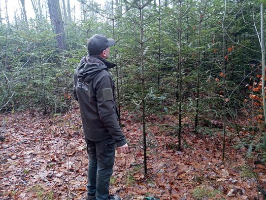 Akcja "Choinka" w Nadleśnictwie Radom