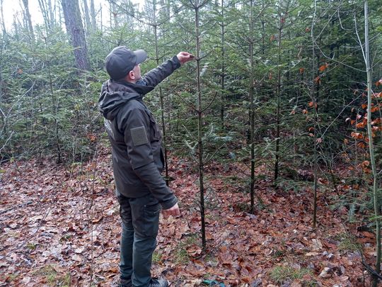 Akcja "Choinka" w Nadleśnictwie Radom