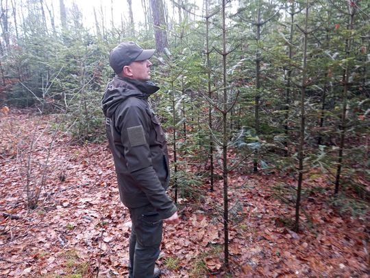 Akcja "Choinka" w Nadleśnictwie Radom Akcja "Choinka" w Nadleśnictwie Radom