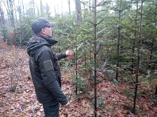 Akcja "Choinka" w Nadleśnictwie Radom