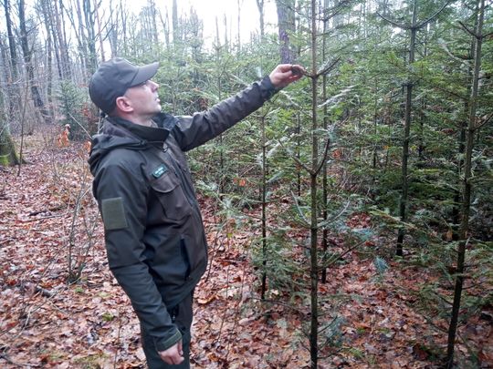 Akcja "Choinka" w Nadleśnictwie Radom Akcja "Choinka" w Nadleśnictwie Radom