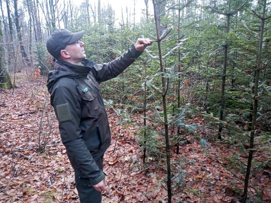 Akcja "Choinka" w Nadleśnictwie Radom