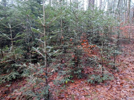 Akcja "Choinka" w Nadleśnictwie Radom