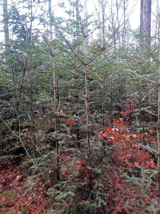 Akcja "Choinka" w Nadleśnictwie Radom