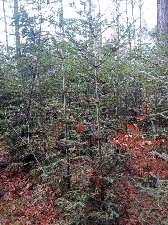 Akcja "Choinka" w Nadleśnictwie Radom