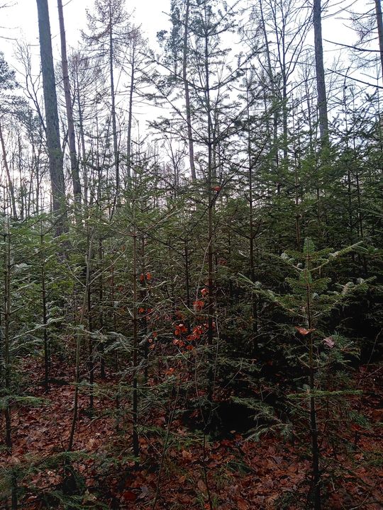 Akcja "Choinka" w Nadleśnictwie Radom