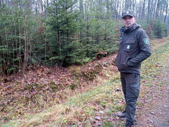 Akcja "Choinka" w Nadleśnictwie Radom