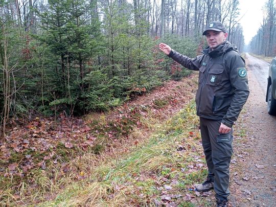 Akcja "Choinka" w Nadleśnictwie Radom