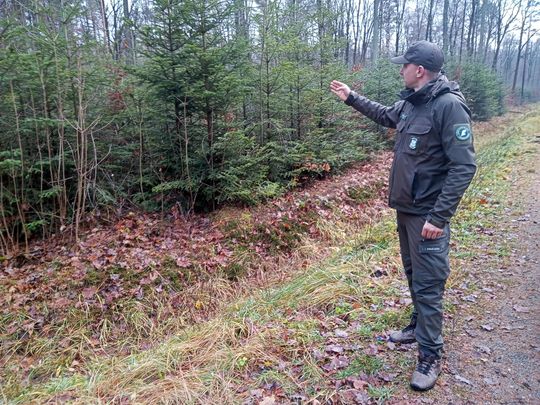 Akcja "Choinka" w Nadleśnictwie Radom