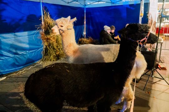 Jarmark Świąteczny i Gwiazdka dla mieszkańców 052.jpg