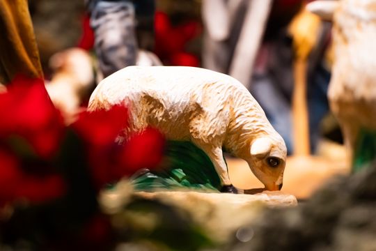 Szopki Bożonarodzeniowe w wybranych radomskich kościołach (zdjęcia)