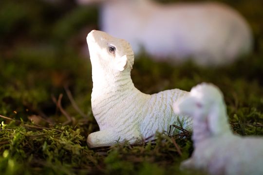 Szopki Bożonarodzeniowe w wybranych radomskich kościołach (zdjęcia)