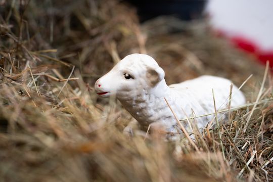 Szopki Bożonarodzeniowe w wybranych radomskich kościołach (zdjęcia)