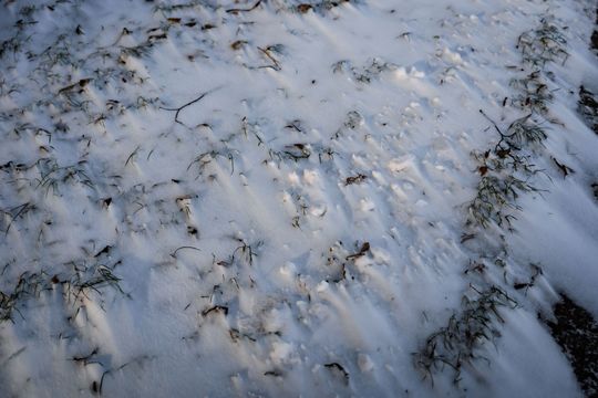 Zima 039.jpg Zima 039.jpg