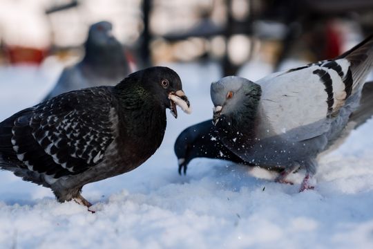 Zima 064.jpg Zima 064.jpg