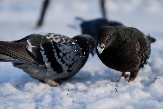 Zima 063.jpg Zima 063.jpg